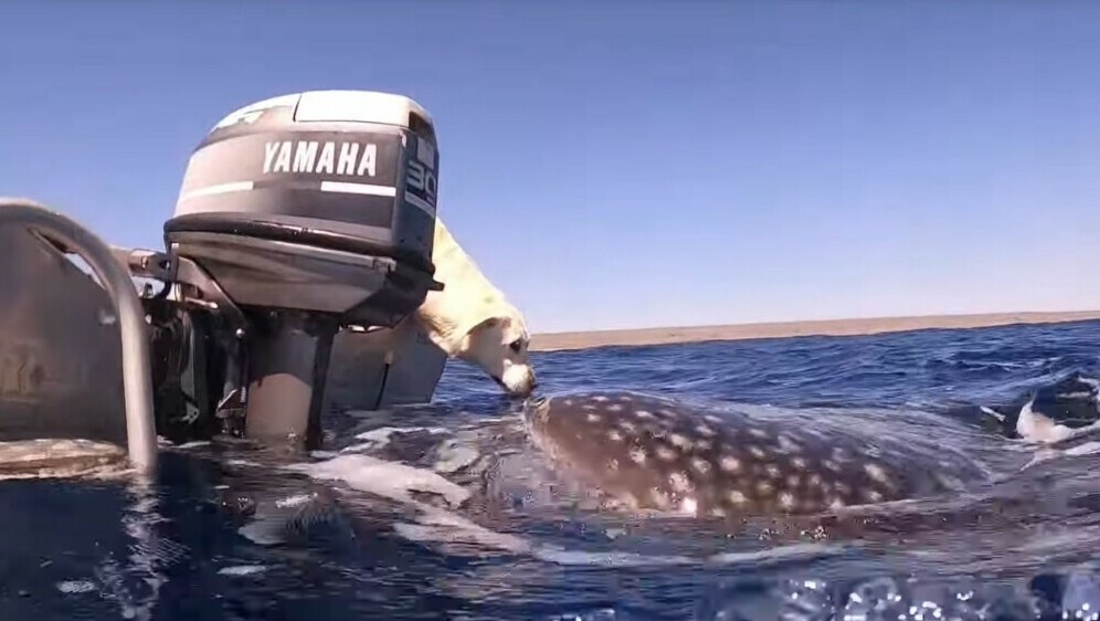 Kitopsina i labrador