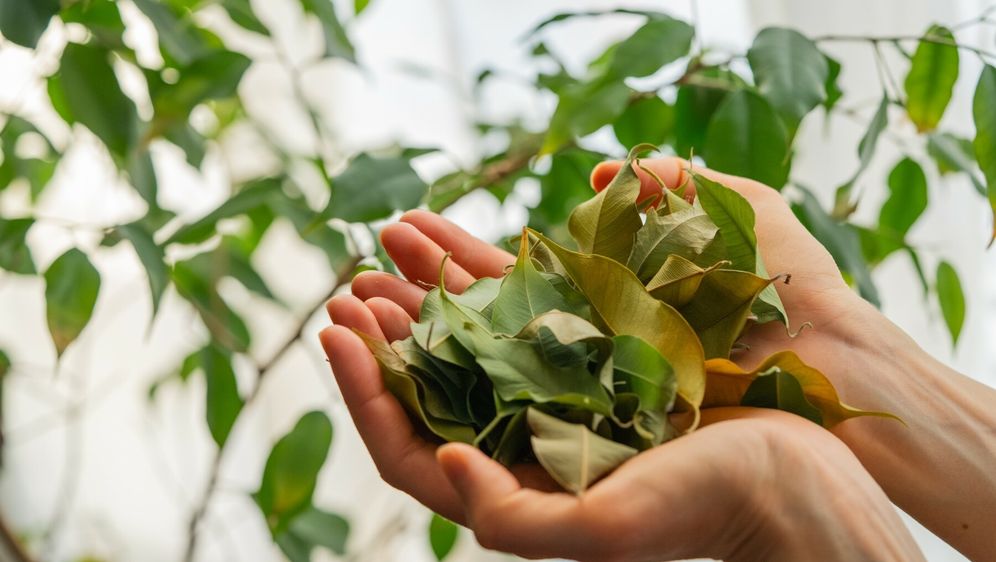 Ako vam je biljka iznenada počela gubiti lišće, ne trebate paničariti