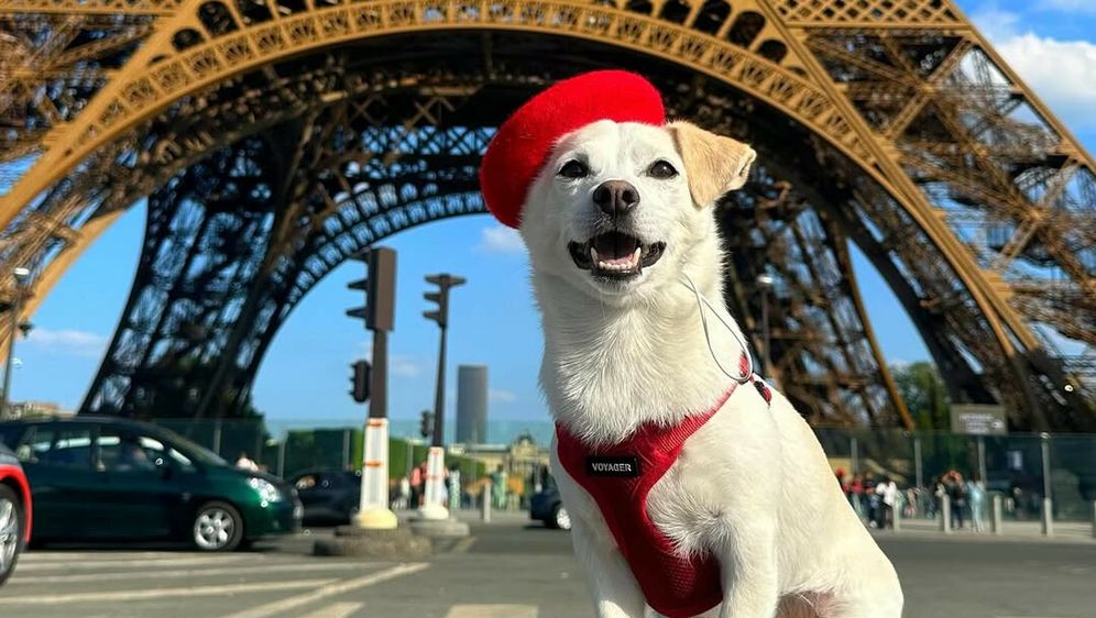 Elko je pas koji putuje svijetom, a bio je ostavljen u zalijepljenoj kutiji