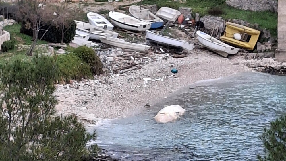 Mrtvi sisavac u uvali na Visu