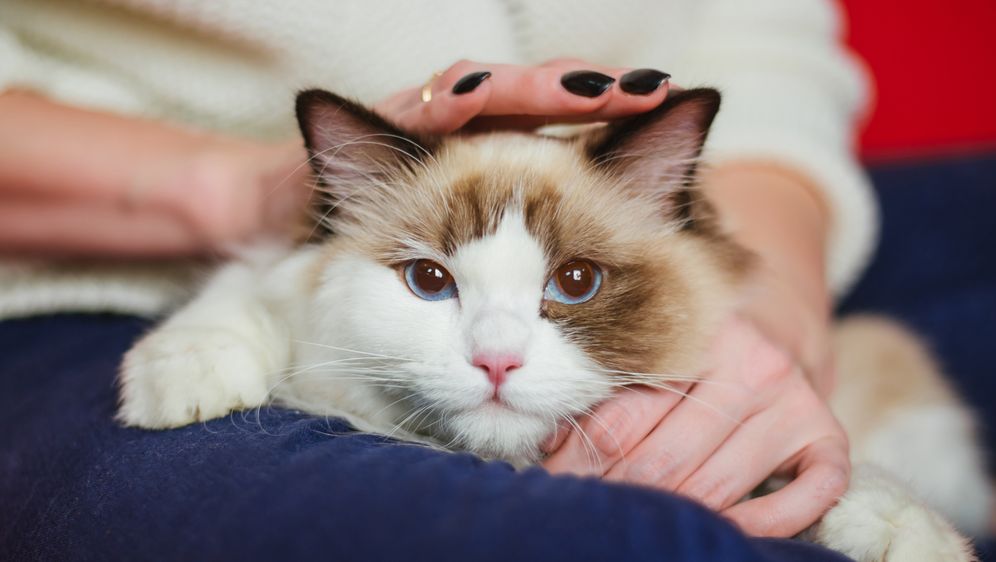 Mačka sjedi u krilu