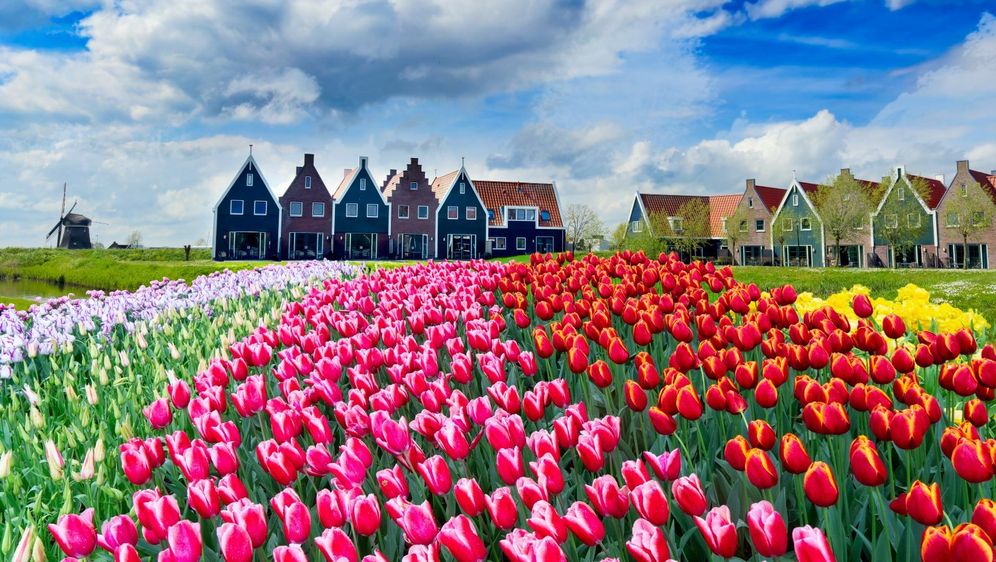 Nizozemska u proljeće - 3