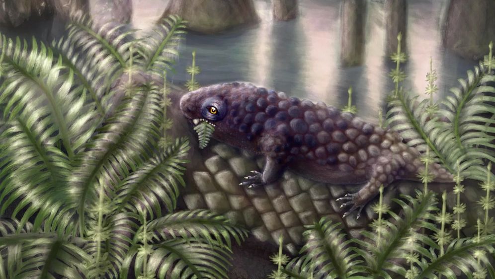 Tyrannoroter heberti