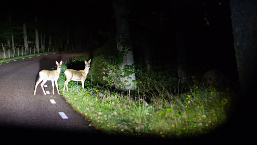 Nalet na divljač, ilustracija - 3