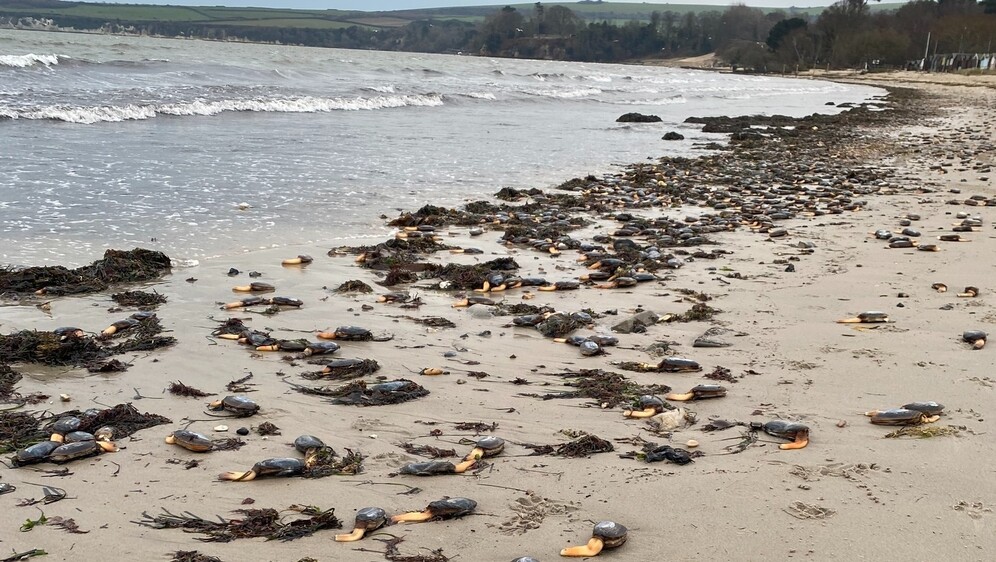Školjkaši na obali zaljeva Studland