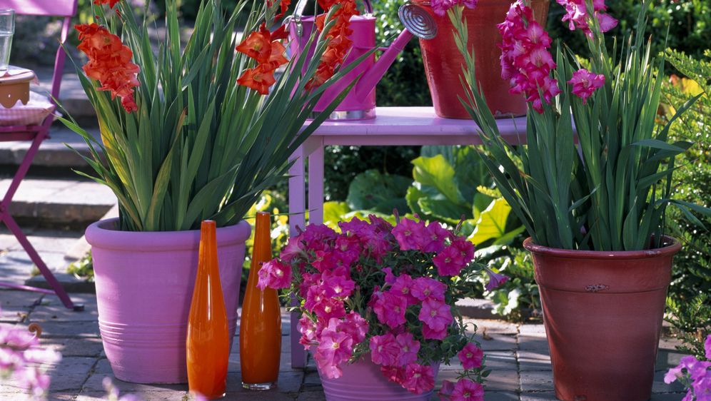 Iako gladiole najčešće viđamo u vrtovima i velikim cvjetnim gredicama, dobra vijest je da ih možete uzgojiti i u tegli - 6