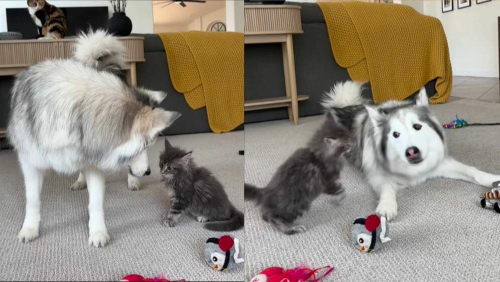 Haski i mačka pri igri u dnevnom boravku