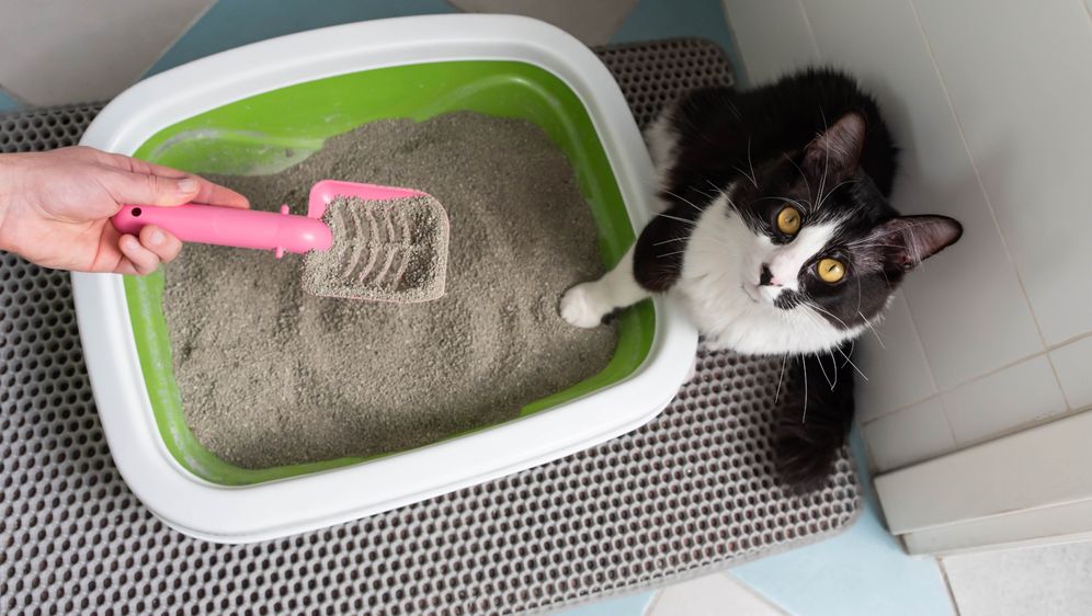 Mačkama nije svejedno gdje stoji njihova posuda s pijeskom