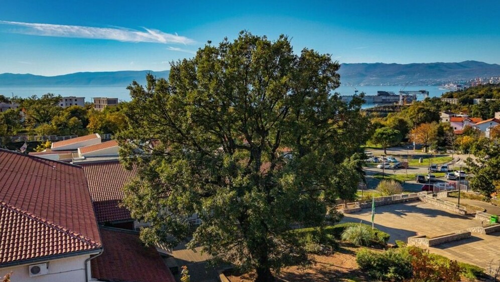 Kostrenski hrast - 2