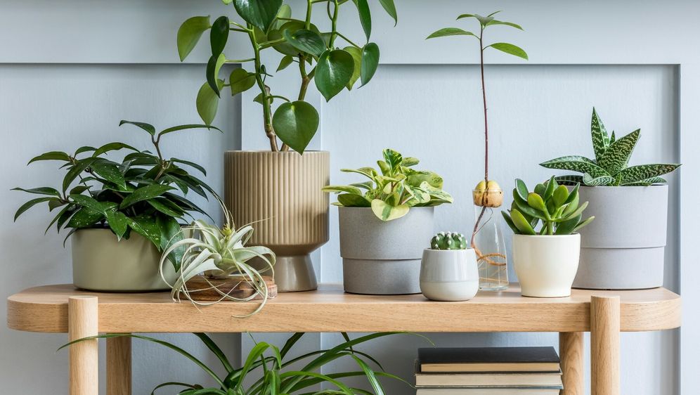 Uz još malo discipline sobne biljke zdrave će dokečati proljeće