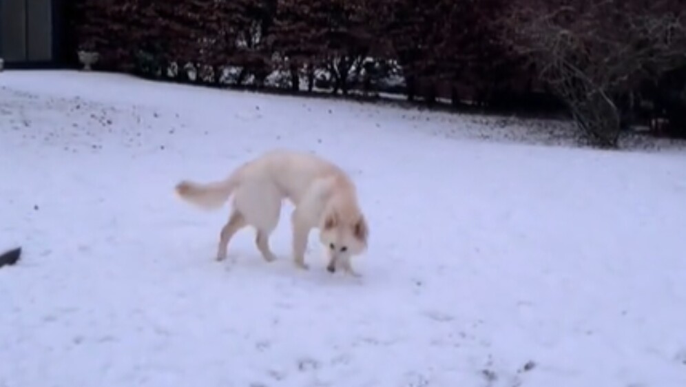 Duke bijeli njemački ovčar