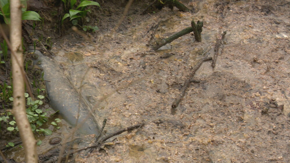 Kanalizacija u šumi