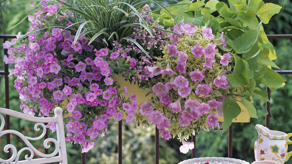 Minijaturne surfinije (milijun zvončića)