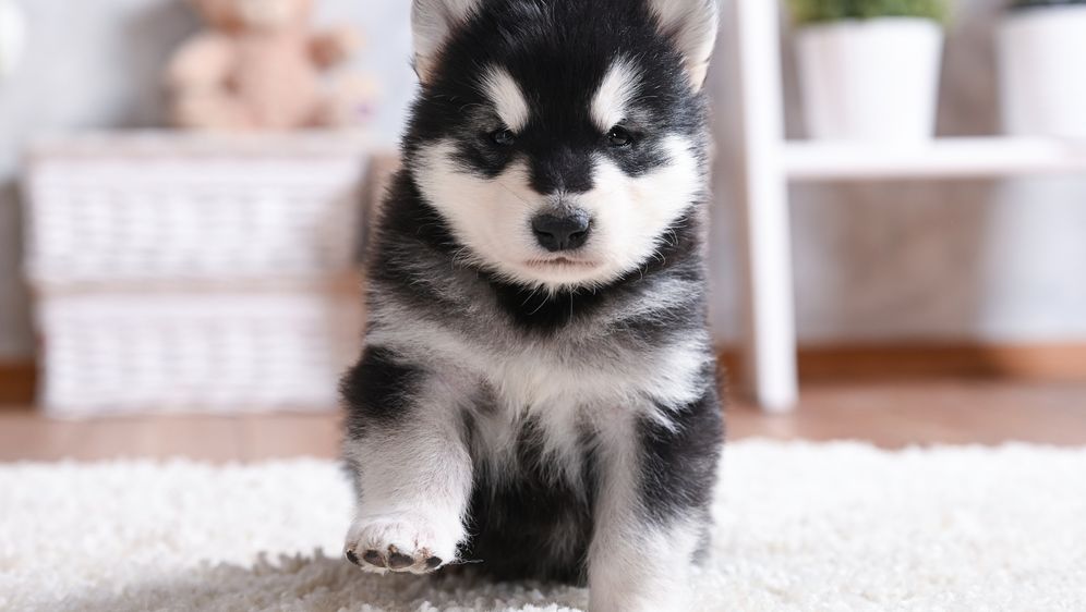 Štene aljaškog malamuta