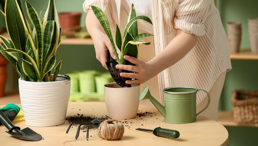 Presađivanje je zapravo jednostavan ritual