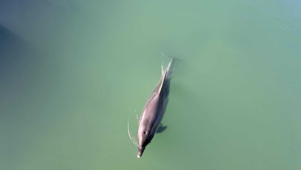 Dupin uplovio u rijeku Jadro