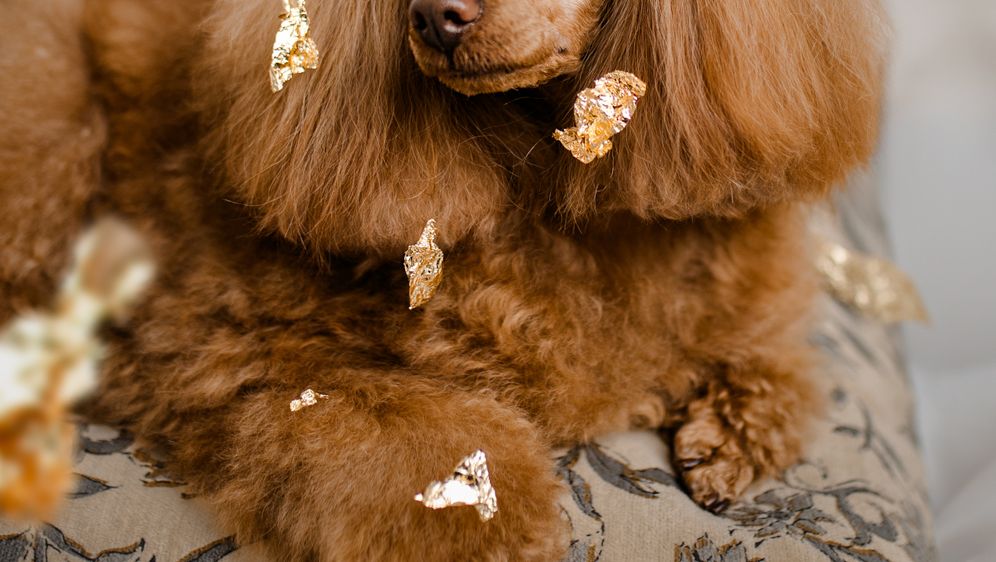 Dubai Luxe tretman jedinstveni je premium spa ritual za pse - 8