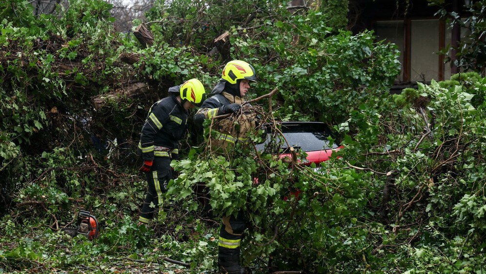 Stablo u Zagrebu palo na automobile - 1