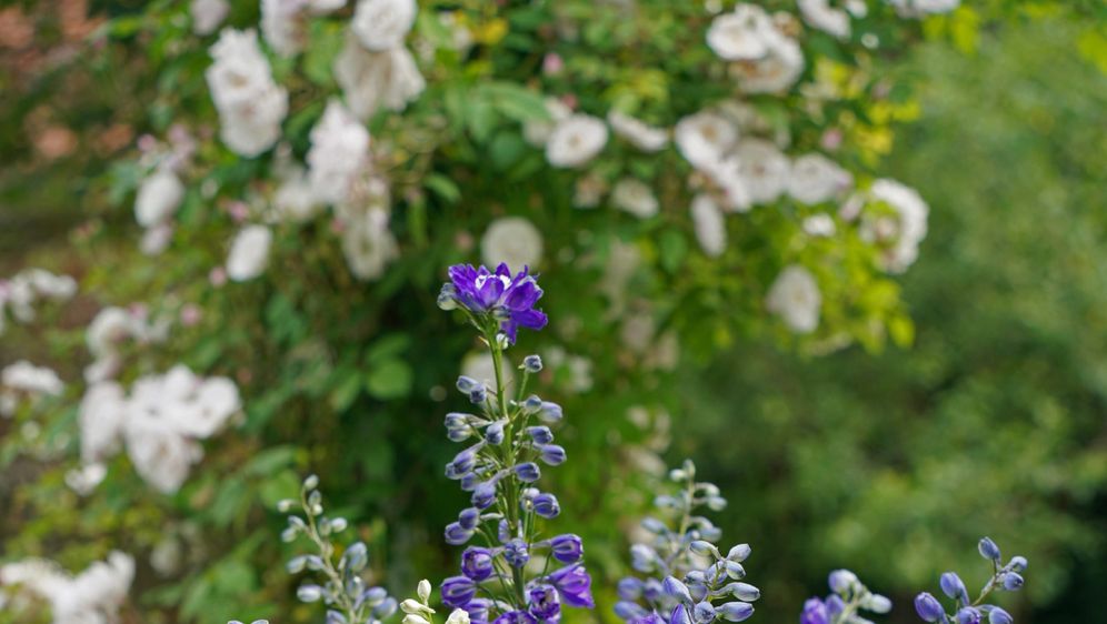 Kokotić je cvijet 2026. godine