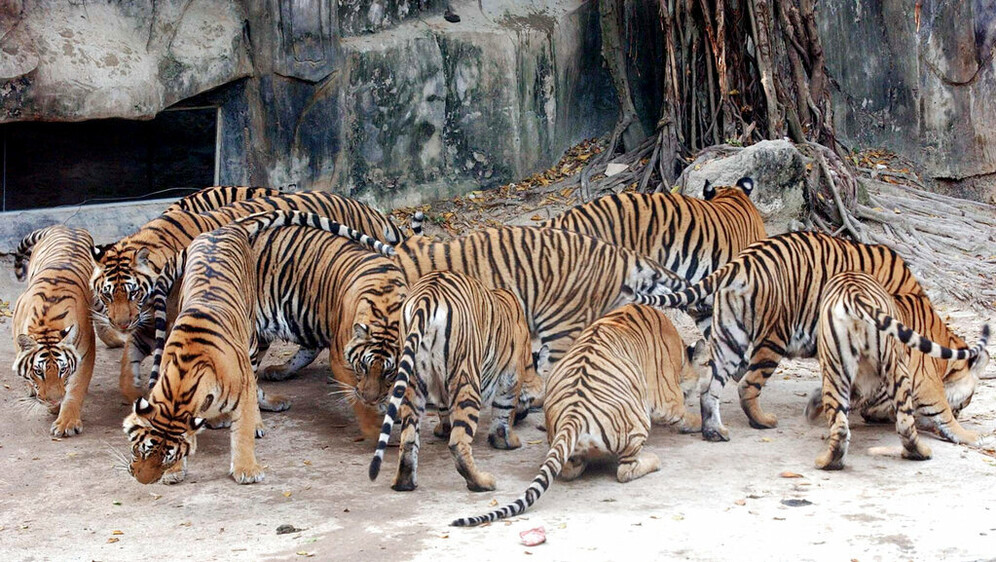 Tajland, ilustracija