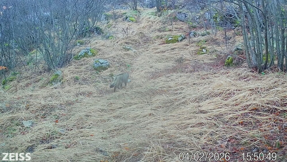 Viđena divlja mačka na Svilaji
