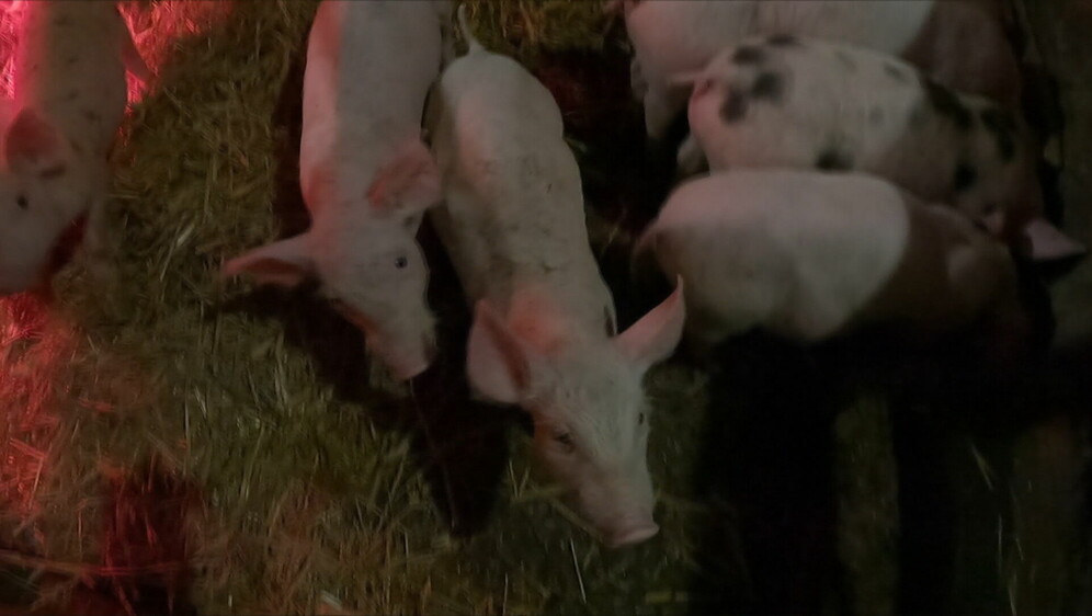 Svinjogojci traže pomoć premijera - 3