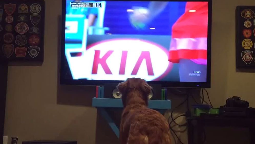 Georges je najveći ljubitelj tenisa među psima i oduševio je mnoge, saznajte zašto