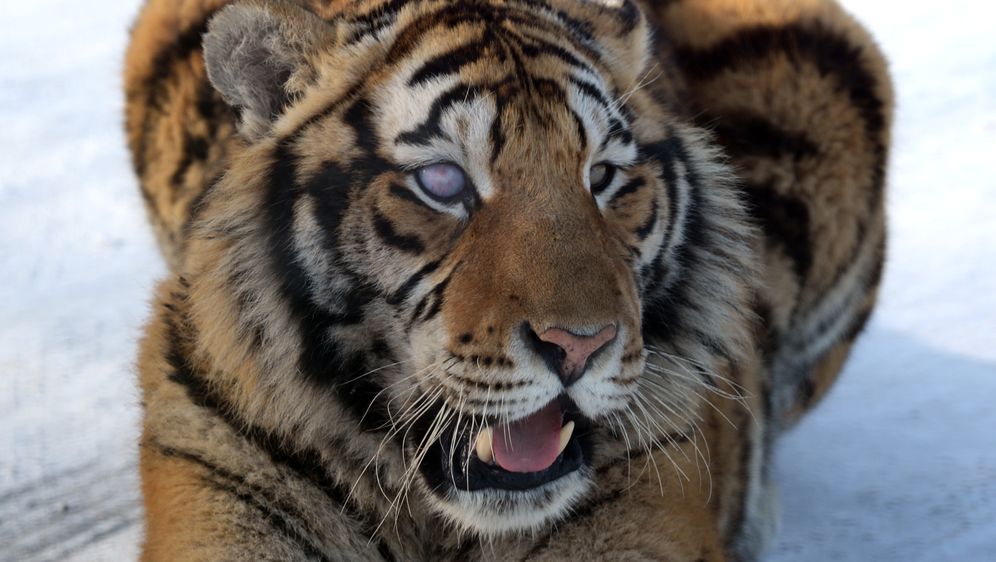 Sibirski tigar (Foto: Arhiva/AFP)