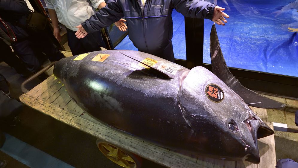 Vlasnik lanca restorana tunu je kupio na aukciji na novoj tokijskoj tržnici (Foto: AFP) - 2