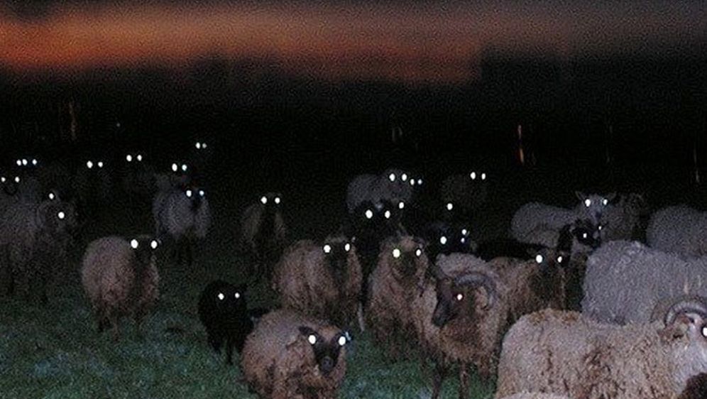 Ovce u mraku (Foto: sadanduseless.com) - 19
