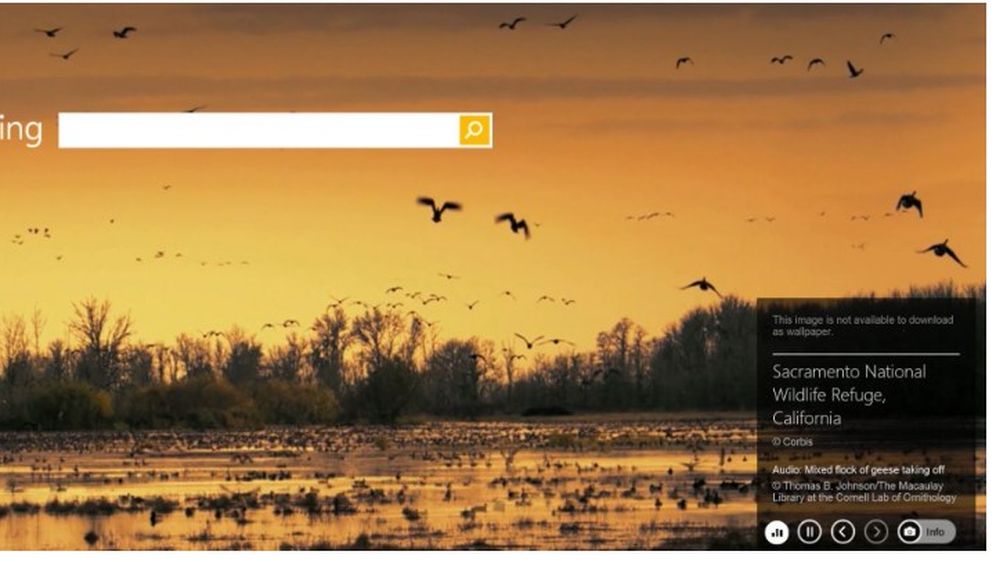 Bing (Foto: Microsoft)