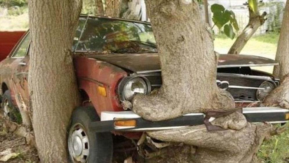 Gladna stabla (Foto: thechive.com) - 27