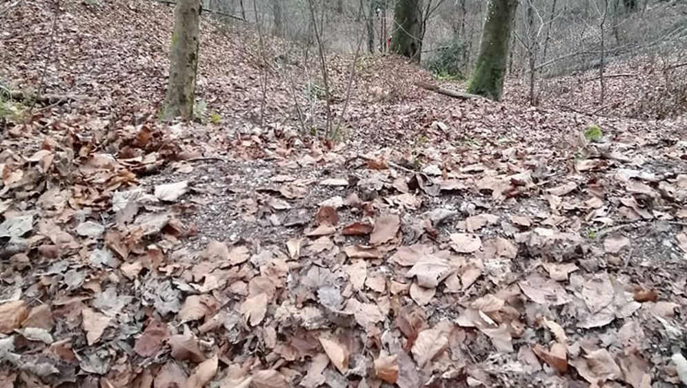 Pas u šumi