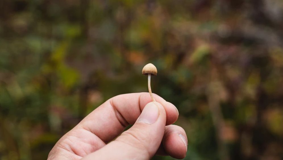 Unsplash gljive psilocybin