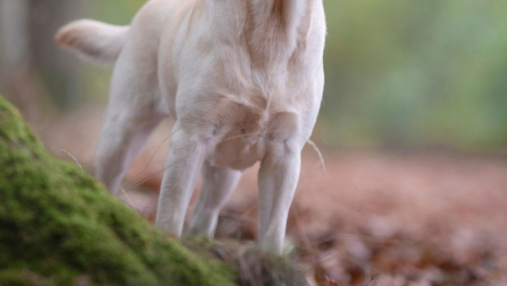 Labrador retriver