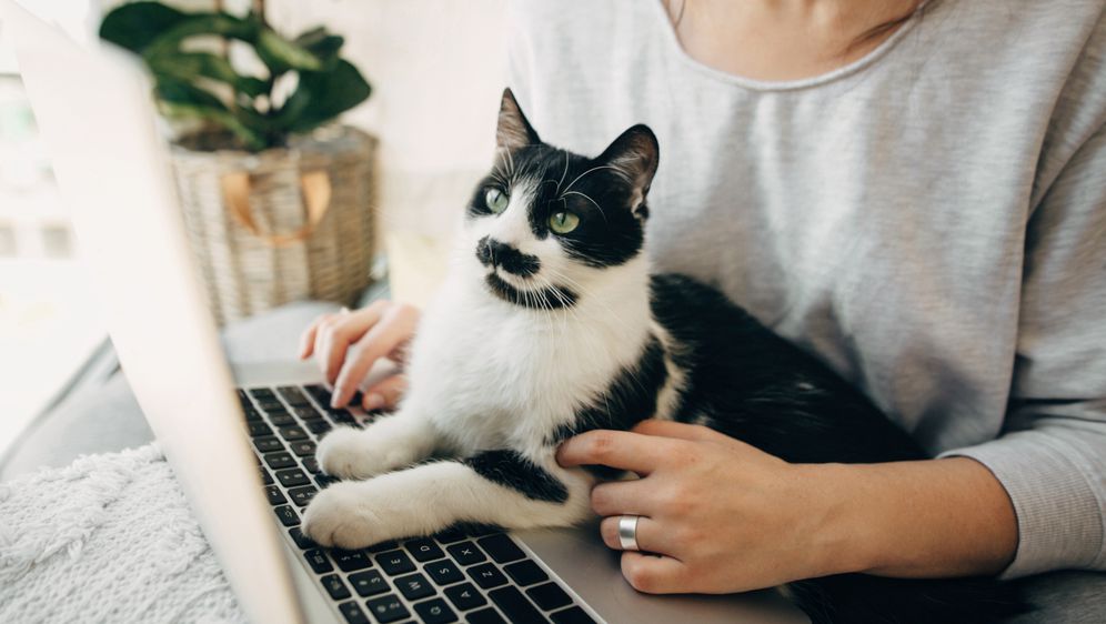 Mačka sjedi na laptopu