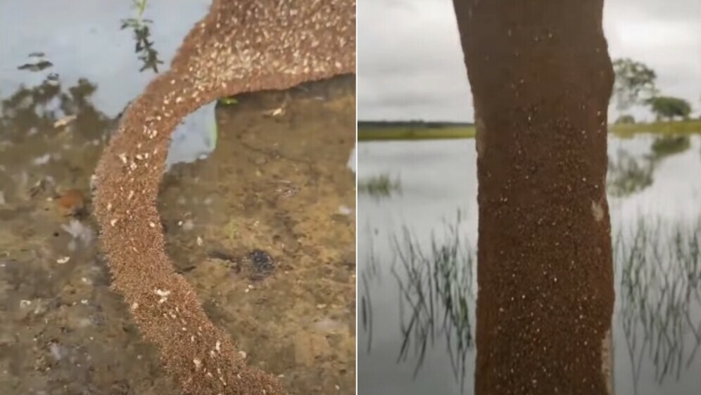 Mravlji most