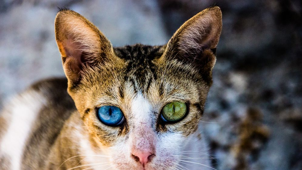 Mačke s heterokromijom baš su posebne, a njihov je pogled čaroban