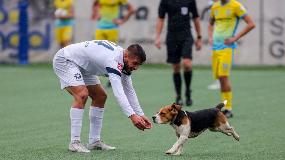 Pas utrčao u teren u Bijelom Brdu