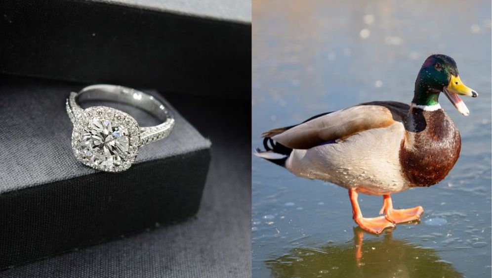 Dijamantni prsten i patka