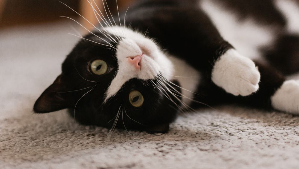 Crno-bijela mačka