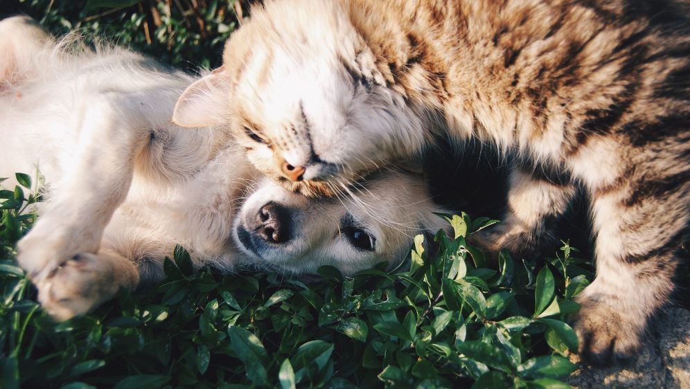 pas i mačka kako se maze dok leže na livadi