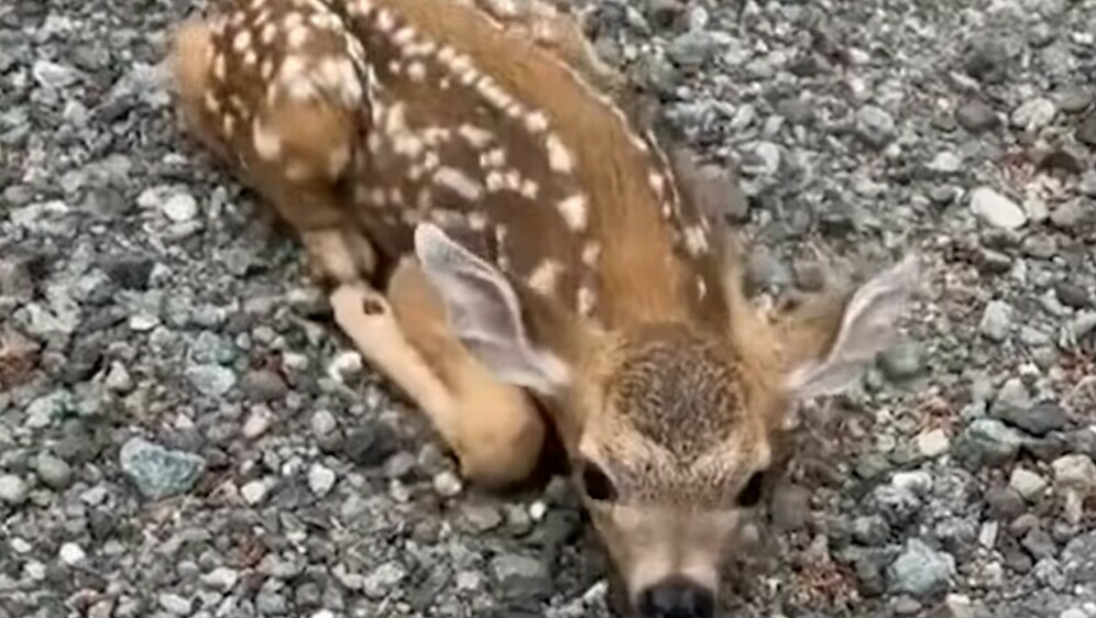 Bambi