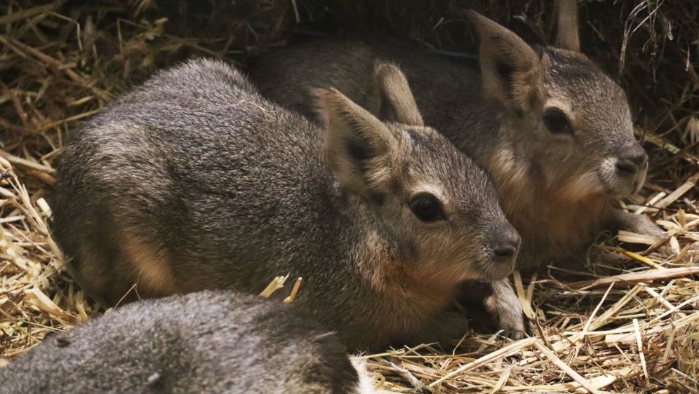 Mladunci mara iz zoo vrta Zagreb lijepo napreduju