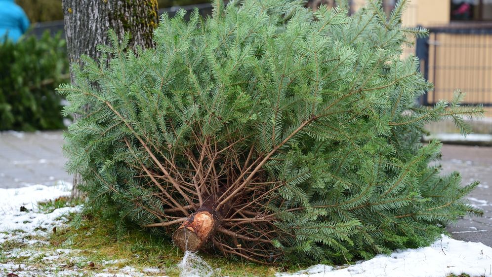 Božićno drvce ne trebate baciti nakon blagdana, možete ga iskoristiti na razne načine