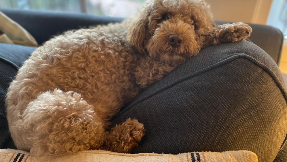 Lagotto romagnolo