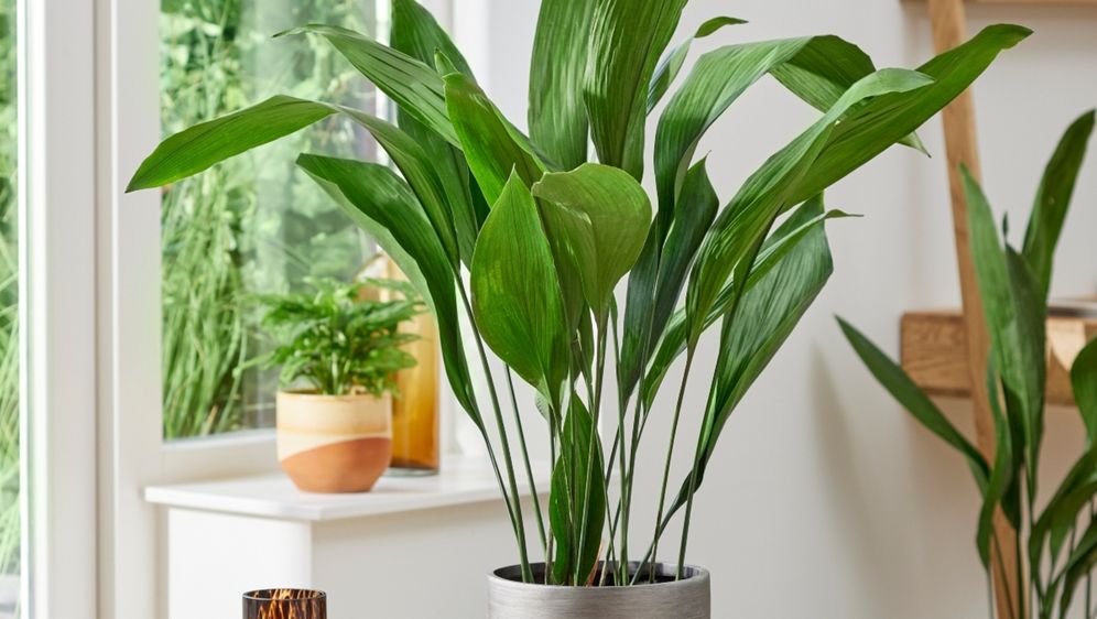 Aspidistra