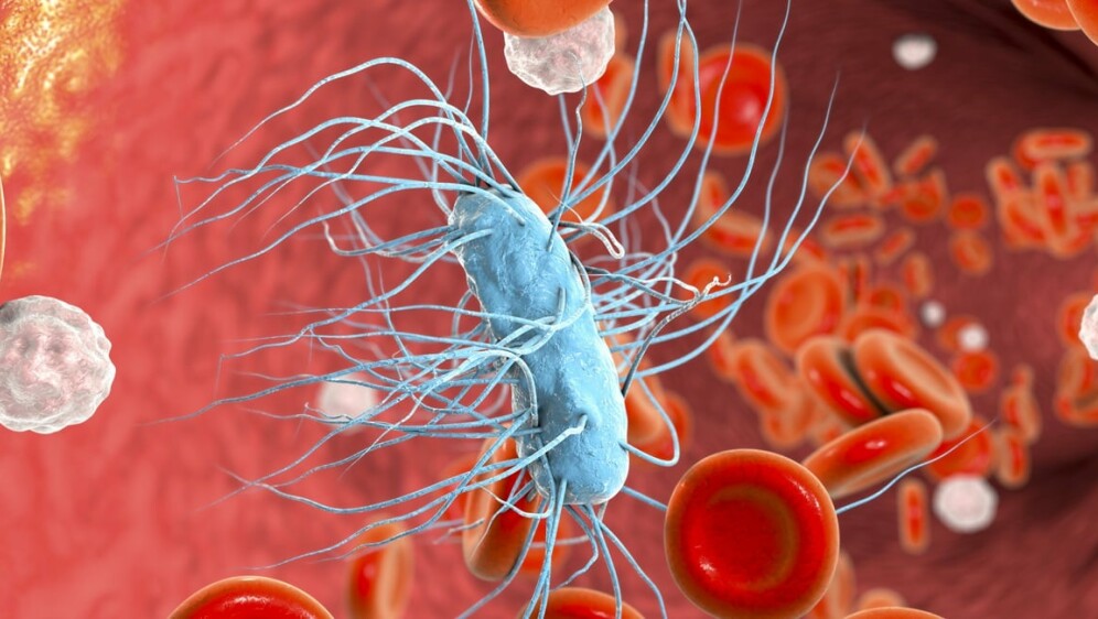 Escherichia coli