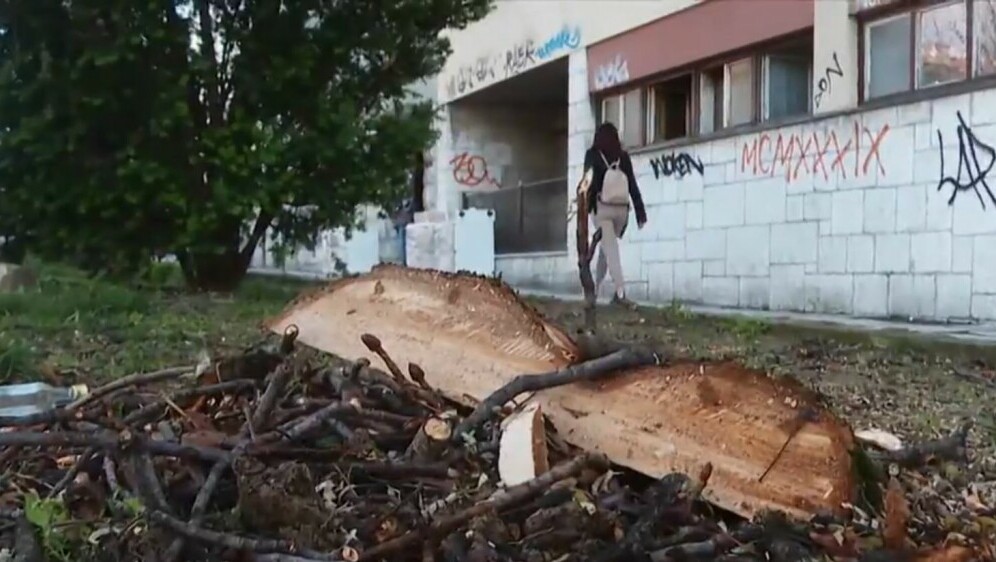 Prosječna starost stabla kestena - 1