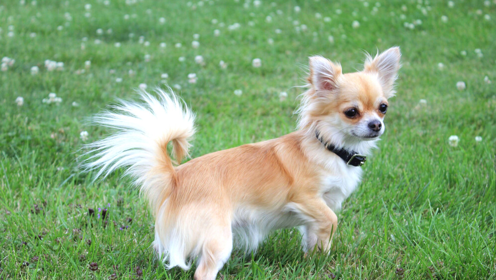 Kako se piše: chihuahua ili čivava